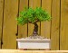 skoro ako bonsai - jar 2012 